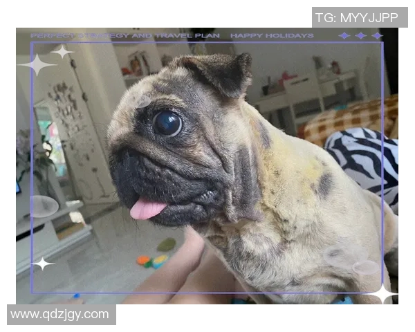 狗狗意外撞脸足球明星引发网友热议趣味瞬间成网络新宠